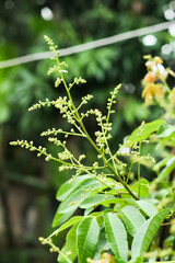 The photo of the longan flower looks very fresh.
