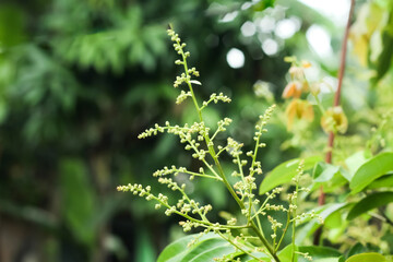 The photo of the longan flower looks very fresh.