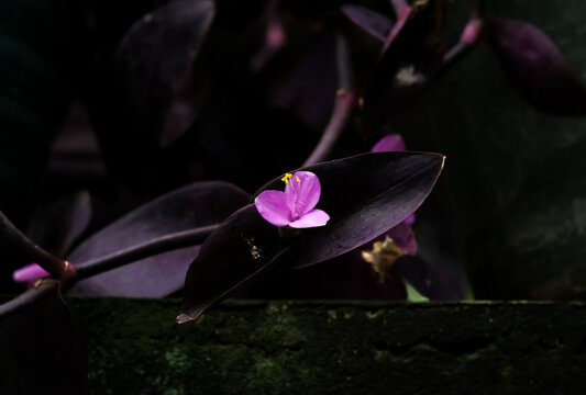 Photo of Tradescantia pallida flowers in a dark place.