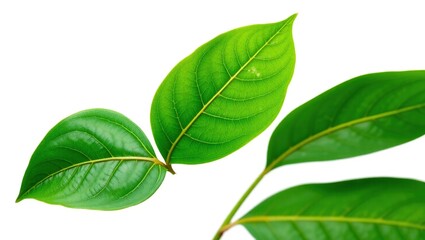 Fototapeta premium Vibrant Green Leaves Isolated On White Background