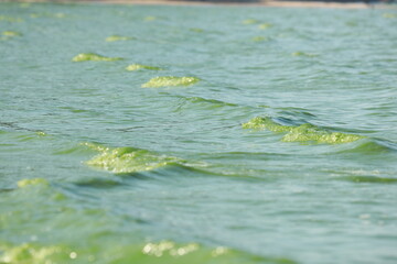 Small waves of green water at the river