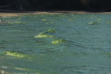 Small waves of green water at the river