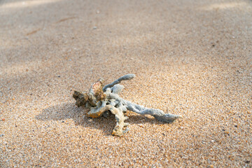 An intriguing marine creature rests on the sandy shore, inviting curiosity and exploration from all