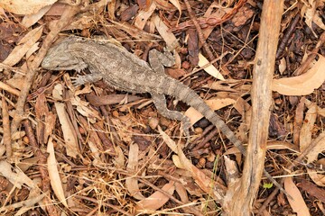Close-up of juvenile Eastern Bearded Dragon (Pogona barbata) South Australia