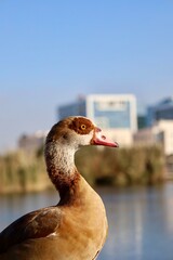 Beautiful Goose