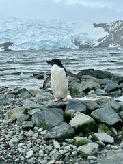 Naklejka premium penguin on the rocks