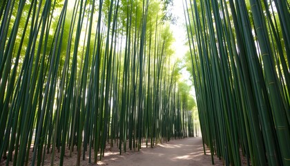 Fototapeta premium bamboo forest, dense green stalks, sunlight filtering through, peaceful pathway, Arashiyama Kyoto Japan, serene atmosphere, tall bamboo trees, natural corridor, tranquil walkway, lush vegetation