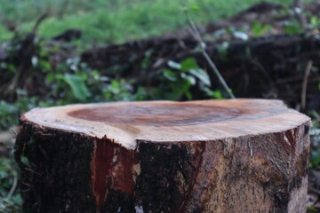 Pieces of logs with a blurred background of green grass. Natural product photo spot