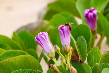 São João da Barra, RJ, Brazil, 12/31/2024 - Ipomoea pes-caprae, bayhops, salsa-de-praia on Grussai Beach