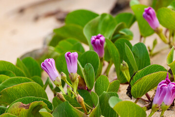 Obraz premium São João da Barra, RJ, Brazil, 12/31/2024 - Ipomoea pes-caprae, bayhops, salsa-de-praia on Grussai Beach