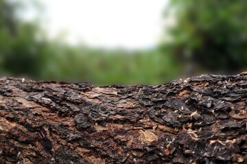 A photo of bark with a blurred background of green grass. Natural product photo spot