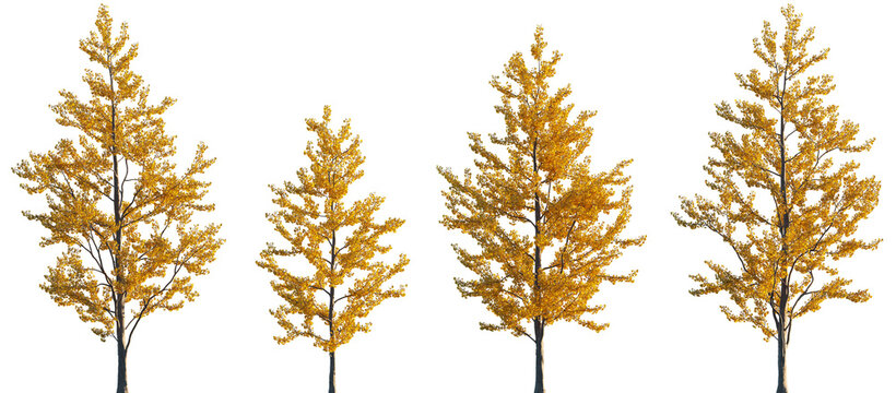 Ginkgo biloba trees isolated png in sunset lighting on a transparent background premium cutout (maidenhair tree, ginkgo or gingko) 