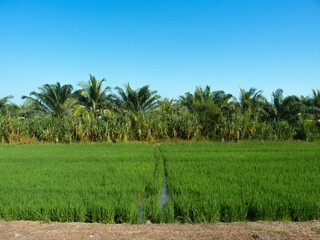 Obraz premium Rice plantation and farming. Sufficiency economy cultivation area. Water resource use for agriculture in paddy field.