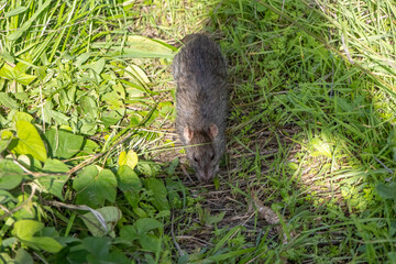 Wild brown rat exploring lush green vegetation