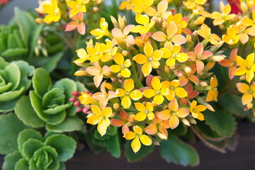 blossfeldiana in bloom