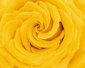 Closeup yellow rose flower with petals macro texture, above view beauty nature background, Natural flowery still life with optical blur, organic design visual trends, abstract nature backdrop