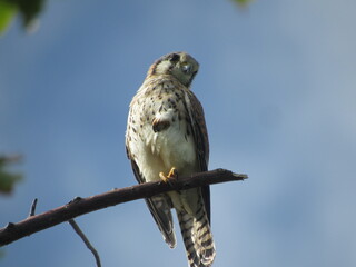 american kestrel sits on a high branch