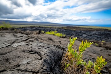Small green plant is growing on a rocky surface