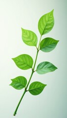 Obraz premium Single green branch with delicate leaves, pure white backdrop , isolated background, background