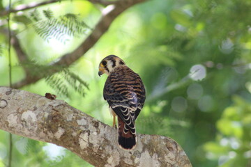 Adult american kestrel in a tree.
