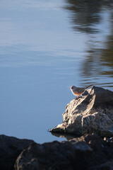 A small birds sits on a rock on the edge of a blue lake
