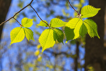 Spring landscape, background - view of the hazel leaves on the branch in the deciduous forest on a sunny day, close up, with space for text