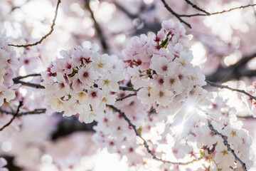 Sunlight Sparkling Like a Star Through Full Bloom Cherry Blossoms with Dreamy Bokeh Background
