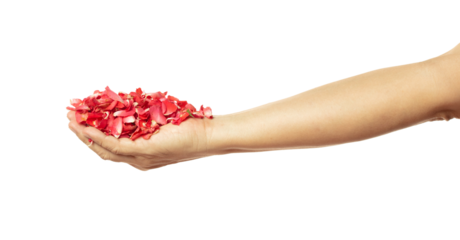 Hand pouring Red rose petals falling romantic white background isolated with real photo red rose flower petals flying. Love, romance floral spring season