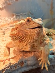 bearded dragon lizard