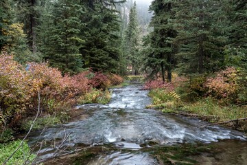 Obraz premium Autumn stream flowing through a misty forest. Colorful foliage lines the banks. Peaceful nature scene. , Lead, South Dakota, USA.