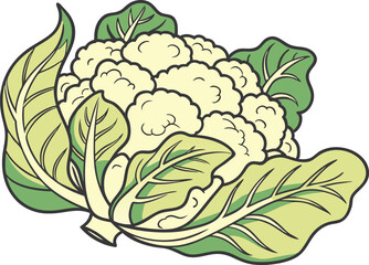 cauliflower on white background vector art 