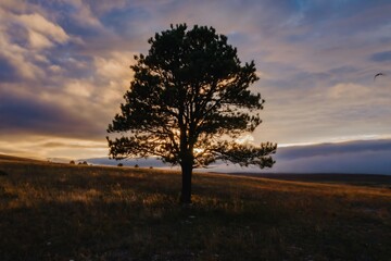 Silhouette of a lone pine tree at sunrise, dramatic clouds, and a tranquil meadow. Nature's beauty at dawn. , Sundance, Wyoming, USA.