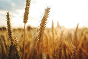 Fototapeta premium Golden wheat swaying gently under the warm glow of the setting sun in a vast field