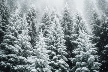 Snow blankets a serene forest in the heart of winter, capturing the tranquility of a snowy landscape