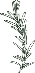 Fototapeta premium Rosemary provence leaf leaves ingredient twig branch herb stick botanical floral engraving hand drawn illustration black white isolate vintage line art sketch silhouette graphic style poster label web