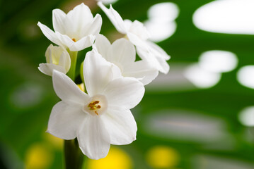 Fototapeta premium Close up of Paperwhite Narcissus Flowers on Colorful Background