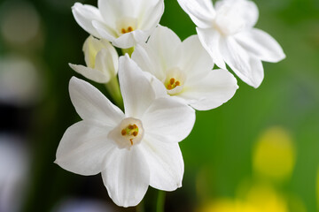 Fototapeta premium Close up of Paperwhite Narcissus Flowers on Colorful Background