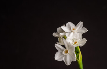 Close up of Paperwhite Narcissus Flowers on Black Background