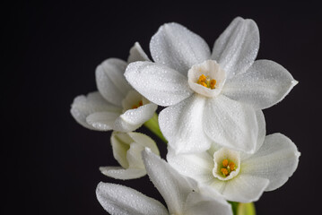Fototapeta premium Close up of Paperwhite Narcissus Flowers on Black Background