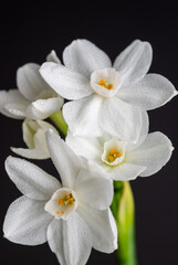 Fototapeta premium Close up of Paperwhite Narcissus Flowers on Black Background