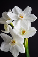 Close up of Paperwhite Narcissus Flowers on Black Background