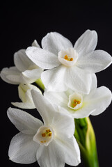Close up of Paperwhite Narcissus Flowers on Black Background
