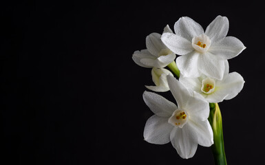 Close up of Paperwhite Narcissus Flowers on Black Background