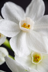 Obraz premium Close up of Paperwhite Narcissus Flowers on Colorful Background