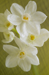 Close up of Paperwhite Narcissus Flowers on Colorful Background