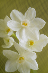 Close up of Paperwhite Narcissus Flowers on Colorful Background