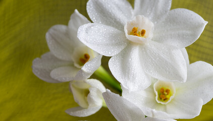 Fototapeta premium Close up of Paperwhite Narcissus Flowers on Colorful Background