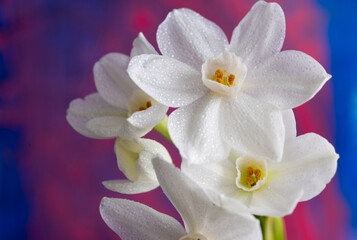 Close up of Paperwhite Narcissus Flowers on Colorful Background