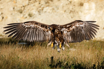 Eagle in flight. White-tailed eagle, Haliaeetus albicilla, landing with widely spread wings. Hunting sea eagle in grassland area. Majestic bird of prey. Wildlife summer nature. Large raptor.