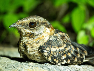 close up of a bird